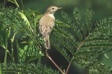 DSC05584 Booted Warbler @ San Tin.JPG