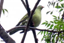 Thick-billed Green Pigeon.JPG