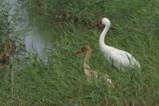 DSC04668 Siberian Cranes @ Mai Po.JPG