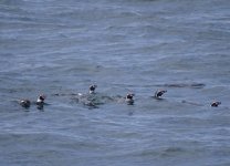 Humboldt Penguins.JPG