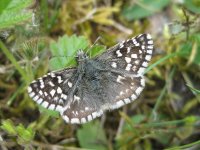 Grizzled Skipper (Pyrgus malvae) 1.jpg