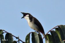 Red-eared Bulbul.JPG