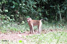 Pig-tailed Macque. 1.JPG