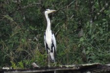 Grey Heron.JPG