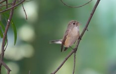 DSC04905 Red-breasted Flycatcher @ RDBT.JPG