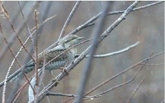 Wryneck.JPG