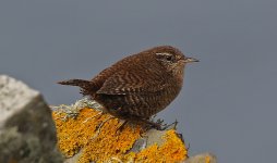 Shetland Wren 02.jpg