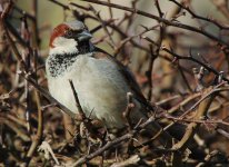 House Sparrow - Somerset (reduced).jpg