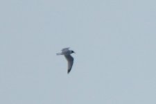 LARUS_20160515_a.jpg