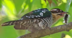 Woodpecker youngster.jpg