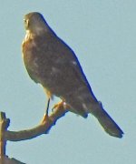 HawkPic3.jpg