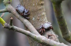 DSC04133 mangrove crabs @ Tai O.JPG