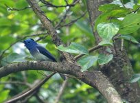 DSC04146 Black-naped Monarch @ Tai O.JPG