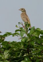 DSC04162 Black-headed Bunting @ Long Valley.jpg