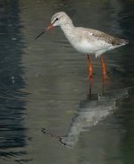 DSC05412 Spotted Redshank @ San Tin.jpg