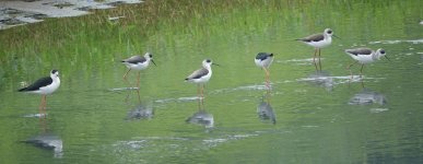 DSC05282 Black-winged Stilt @ San Tin.JPG