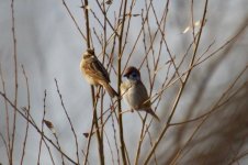 Japanese Reed Bunting (L) (2).jpg