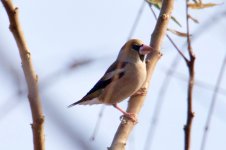 Hawfinch.jpg