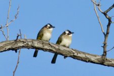 Light-vented (Chinese) Bulbul.jpg