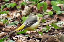 Grey Wagtail.JPG