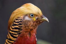 goldenpheasant2.jpg