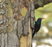 DSC00559 Green Wood-hoopoe @ Nakaru.jpg