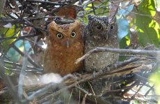 DSC01247 Sokoke Scops Owl @ Arabuko Sokoke.JPG