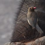 DSC00793 Red-billed Oxpecker @ The Ark.jpg