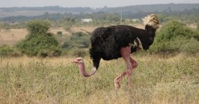 DSC00997 Ostrich @ Nairobi NP.JPG