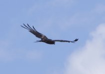 unknown possible Black Kite Jan 7 17 IMGP0225.jpg