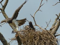 P1210564red1400 Martial Eagles.jpg