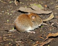 Mouse - Silverdale Leighton Moss - 16Oct02 - 296 copy.jpg