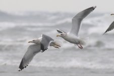 Vega Gull (41) - Copy.jpg