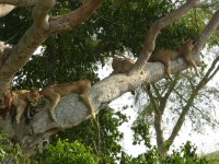 P1210685red1400 four  tree climbing lions.jpg