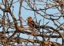 HAWFINCH, Agia Paraskevi Eleni Galinou 110217.JPG