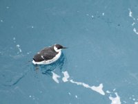 Guillemot 2.jpg