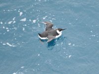 Guillemot 3.jpg