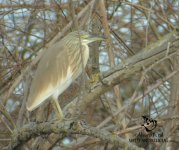 where to find squacco heron in donana.jpg