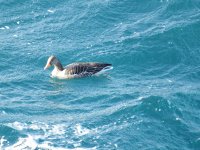 Greylag resize.jpg