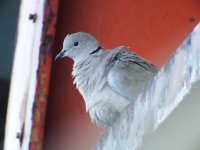 Collared Dove Resize.jpg