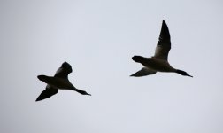 Goosander (reduced).jpg