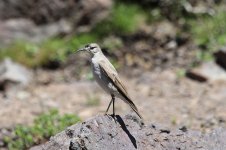 Black-fronted Ground-Tyrant ch 1.jpg