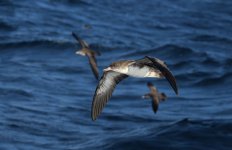 Pink-footed Shearwater ch 1.jpg