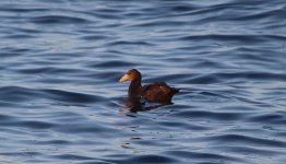 Northern Giant Petrel ch 1.jpg