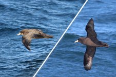 Westlands and White-chinned Petrel ch 1.jpg
