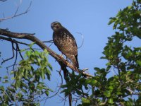 Cooper's Hawk.jpg