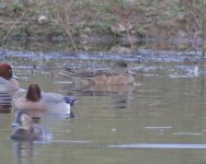 American_Wigeon_Grimley_09.03.17_BRS_1.jpg