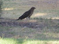 Red Tailed Hawk.jpg