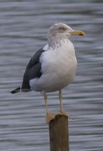 (possible) Lesser Black Backed Gull.jpg