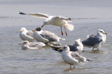 Assorted Gulls (01) - Copy.jpg